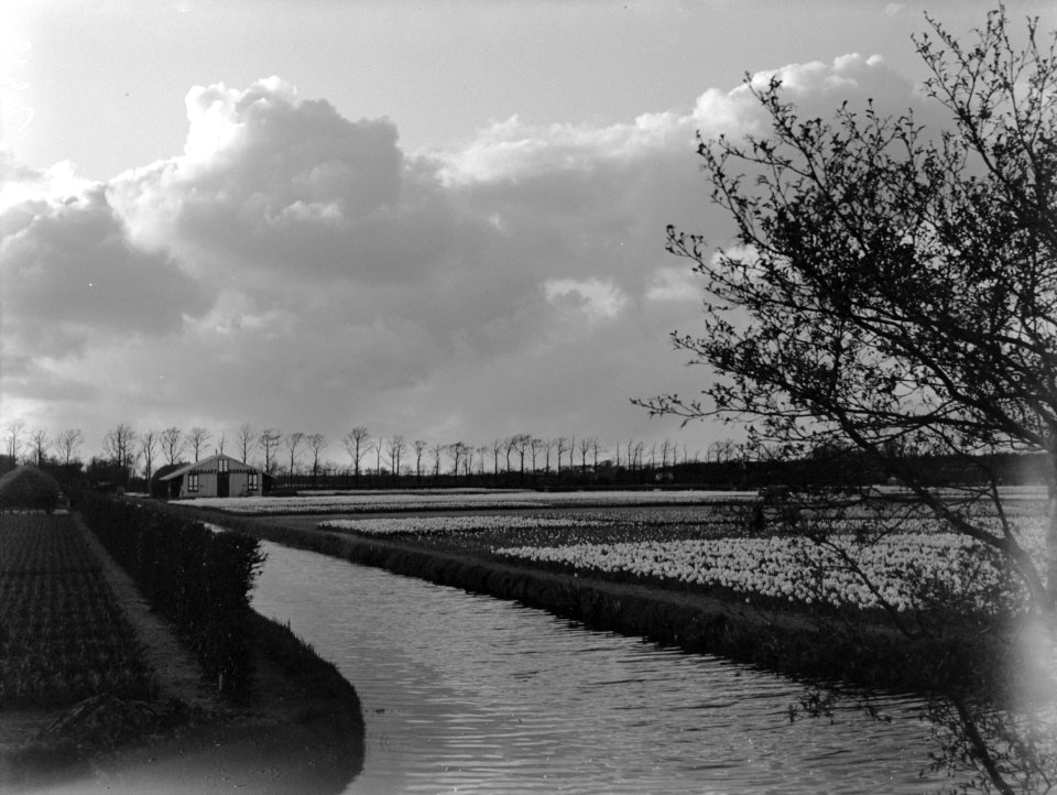 Bollenvelden bij Lisse, Bestanddeelnr 189-0395