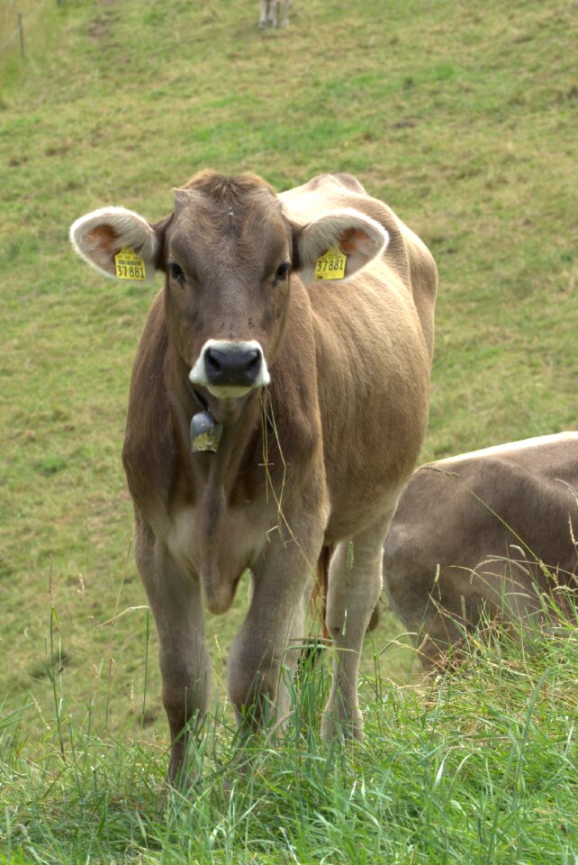 Horned highlands alpine cattle