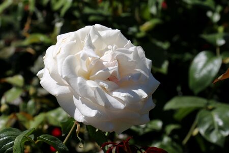 Flower nature romantic