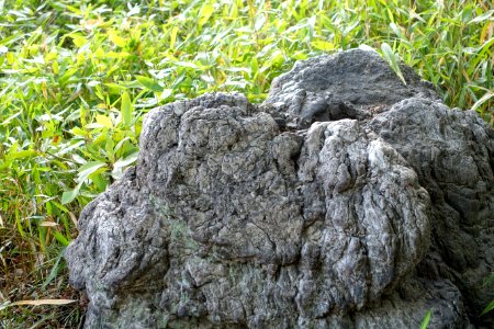 Boulder - Koishikawa Korakuen - Tokyo, Japan - DSC06271