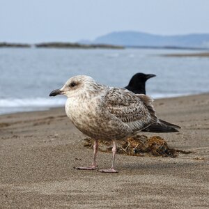 Sea gull seagull seguro seagulls photo