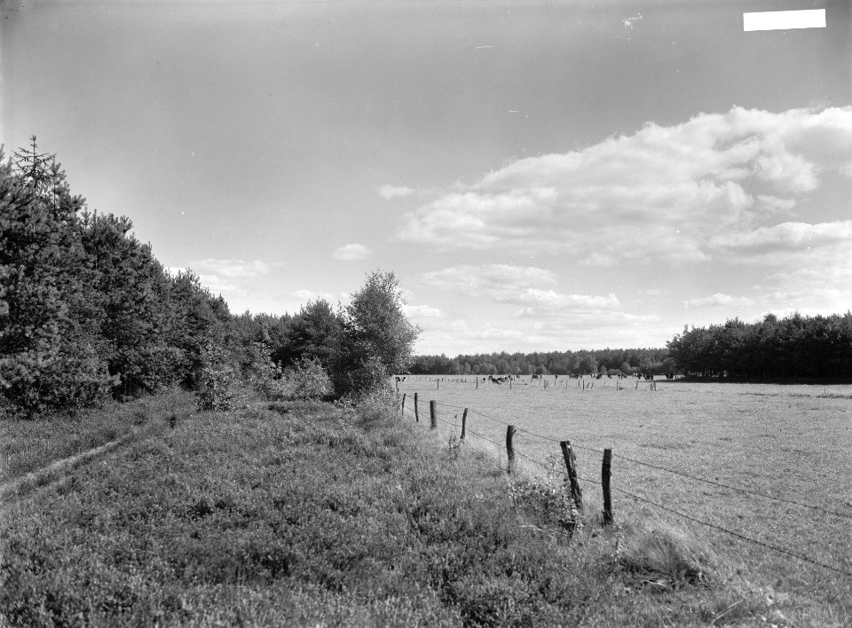 Bomen, lanen, bosbouw, weilanden, afrasteringen, veeteelt, Bestanddeelnr 253-7752