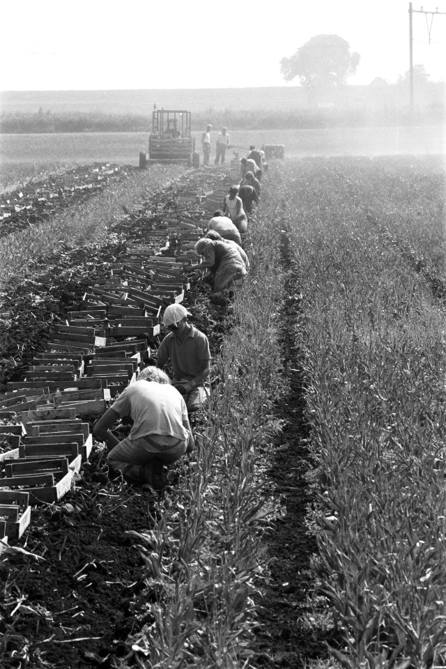 Bollen rapen in Noord-Holland, Bestanddeelnr 934-4745 photo