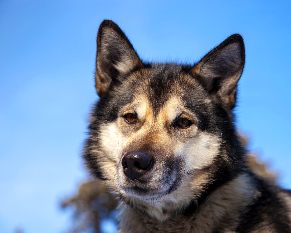 Portrait sled dog looking