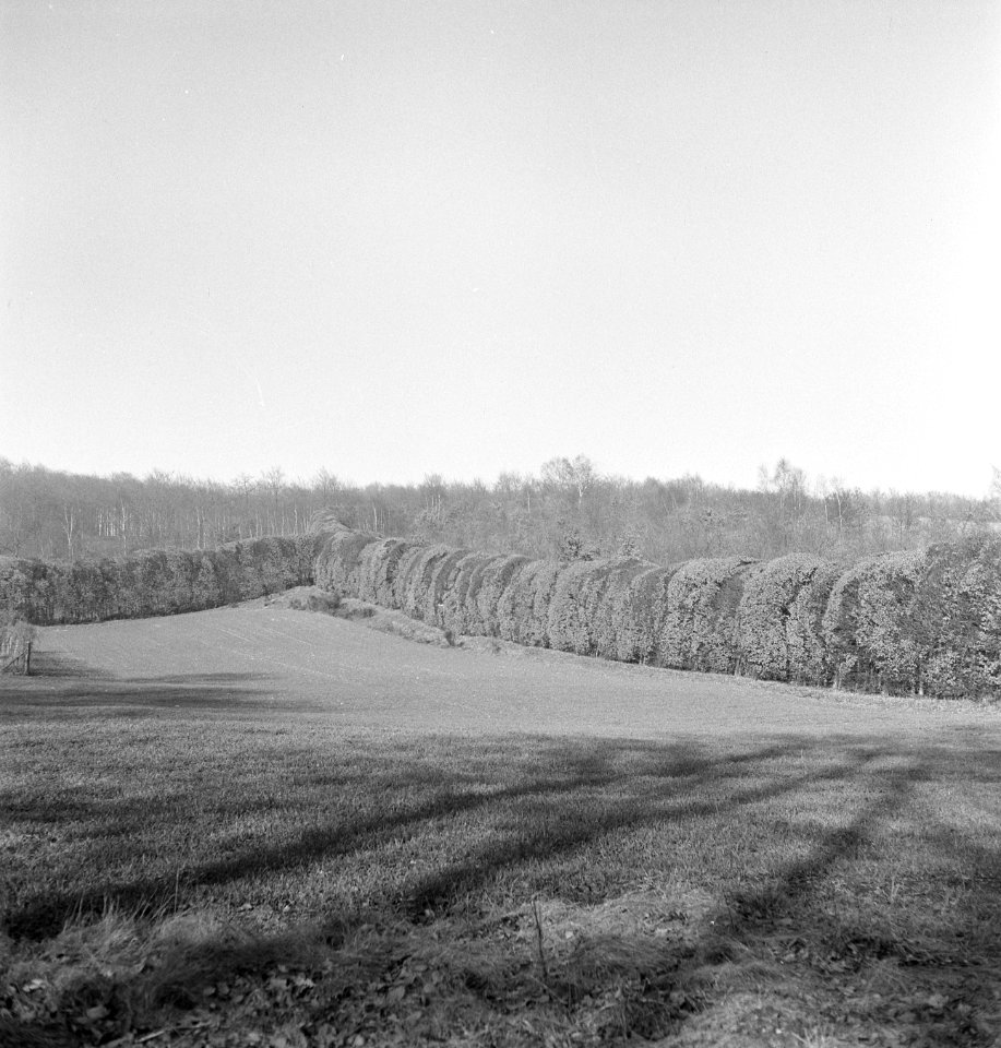 Bomen, heggen, Bestanddeelnr 251-7516
