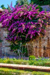 Bougainvillée Generalife Espagne