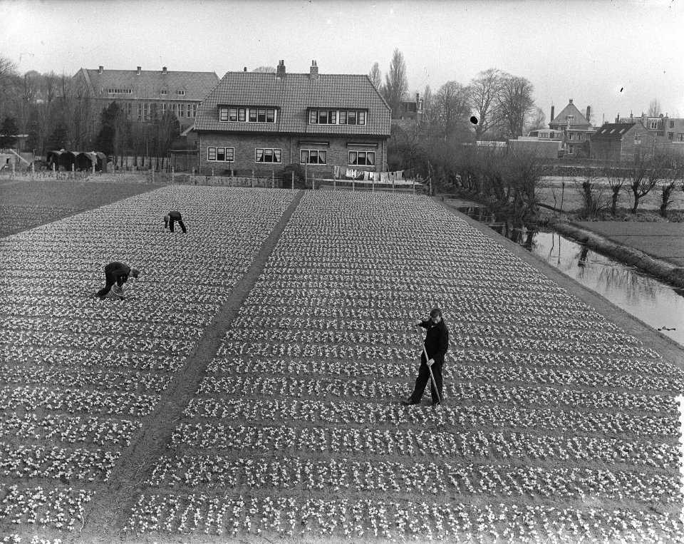 Bollenveld bij Overveen, Bestanddeelnr 906-3488