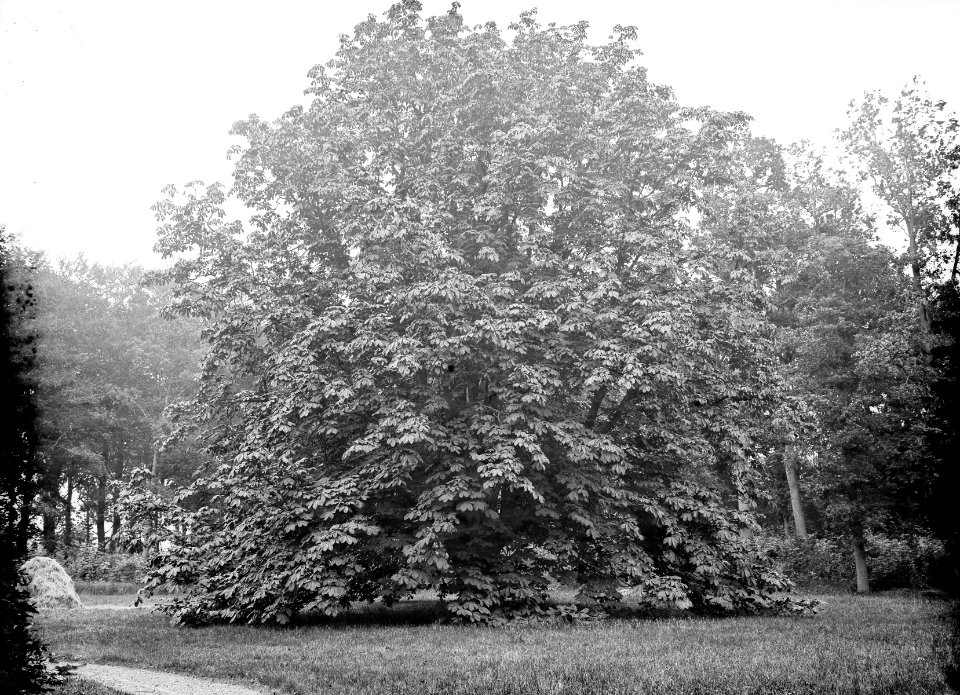 Bomen , Aesculus Hippocastanum, Paardekastanje, Bestanddeelnr 192-0622
