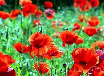 The beasts of the field wild meadow