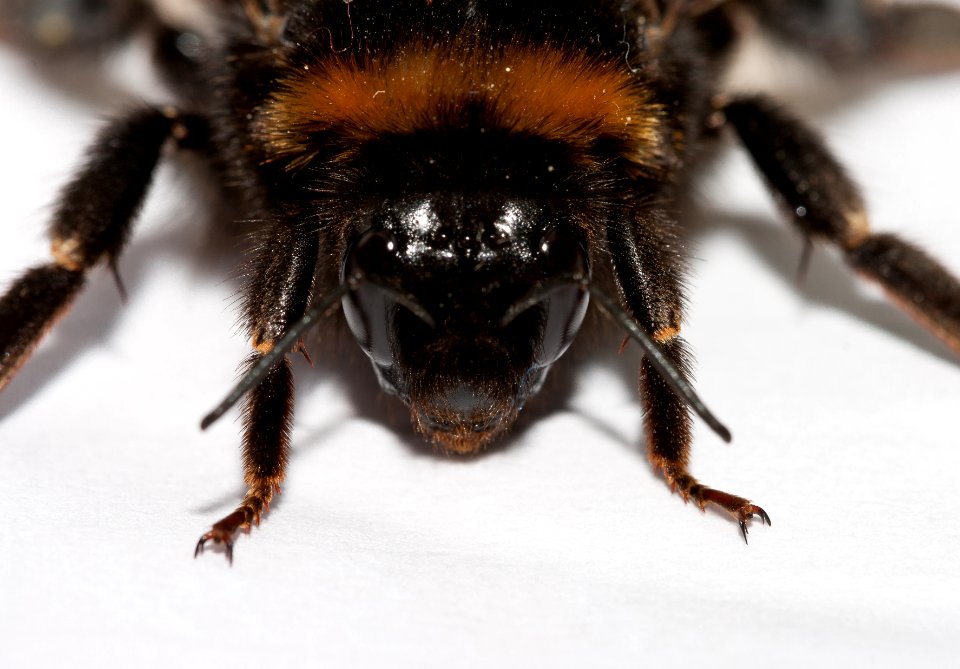 Bombus terrestris head in detail