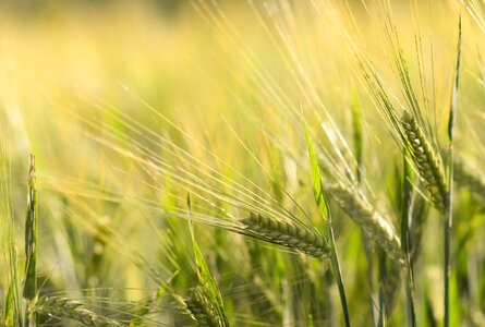 Grain field wheat field