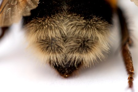 Bombus terrestris abdomen