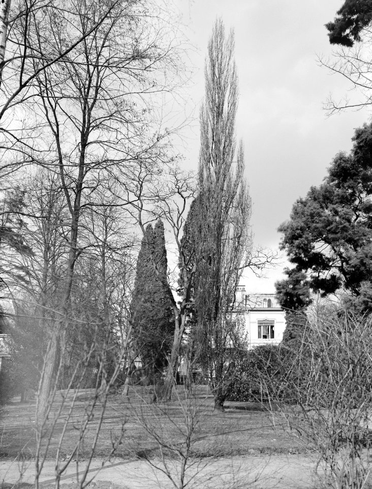Bomen, villa's, eik, wildervanck, Bestanddeelnr 192-0270