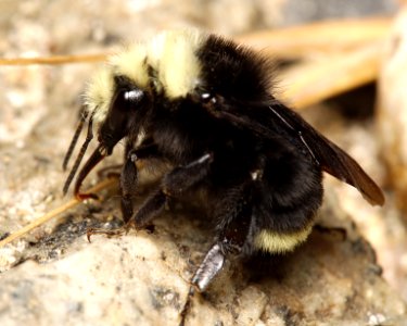 Bombus vosnesenskii Sequoia National Forest 2016-06-28 (1)