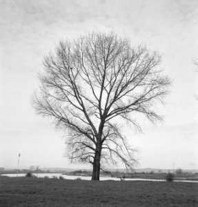 Bomen, Bestanddeelnr 251-7523