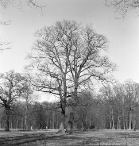 Bomen, Bestanddeelnr 251-7529
