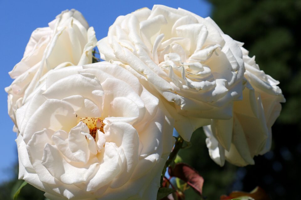Romantic nature macro