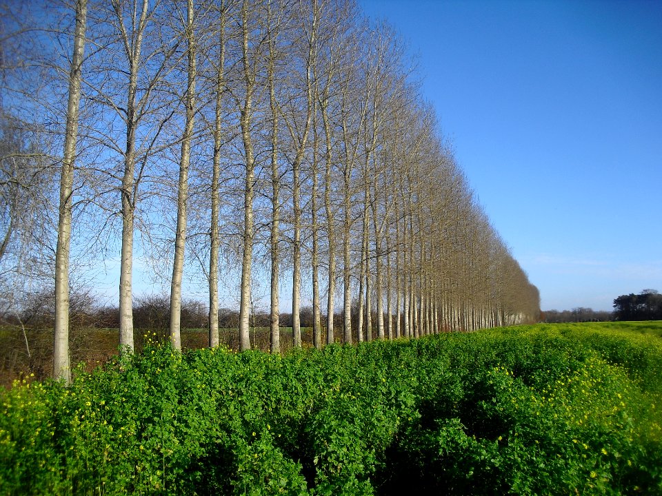 Boker-Heide-Kanal - Baumreihe