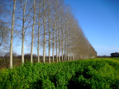 Boker-Heide-Kanal - Baumreihe