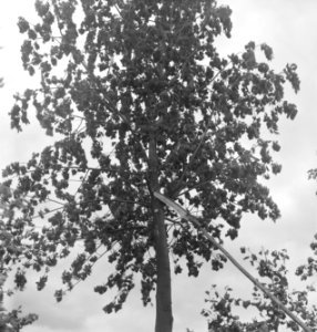Bomen, gereedschappen, zagen, Bestanddeelnr 251-8504