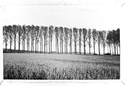 Bomen, populus regenerata, Bestanddeelnr 253-7498
