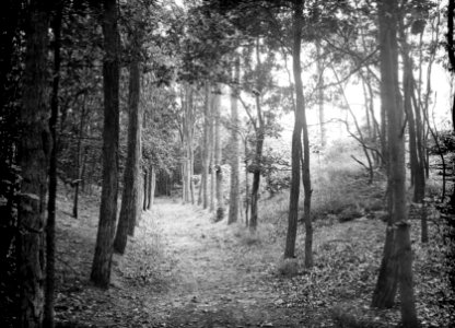 Bomen, lanen, acacialaan, Bestanddeelnr 192-0714