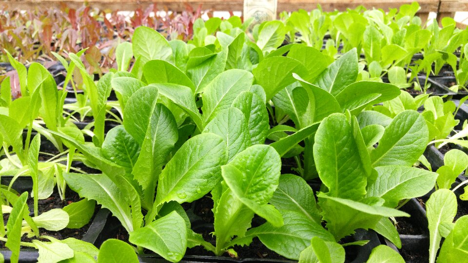 Vegetarian farm organic