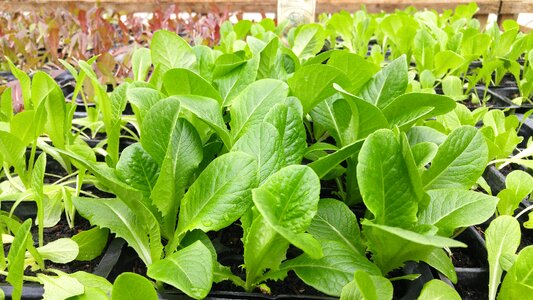 Vegetarian farm organic