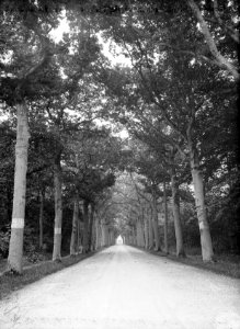 Bomen, lanen, eikenlaan, Bestanddeelnr 192-0699
