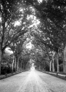Bomen, lanen, eikenlaan, Bestanddeelnr 192-0700