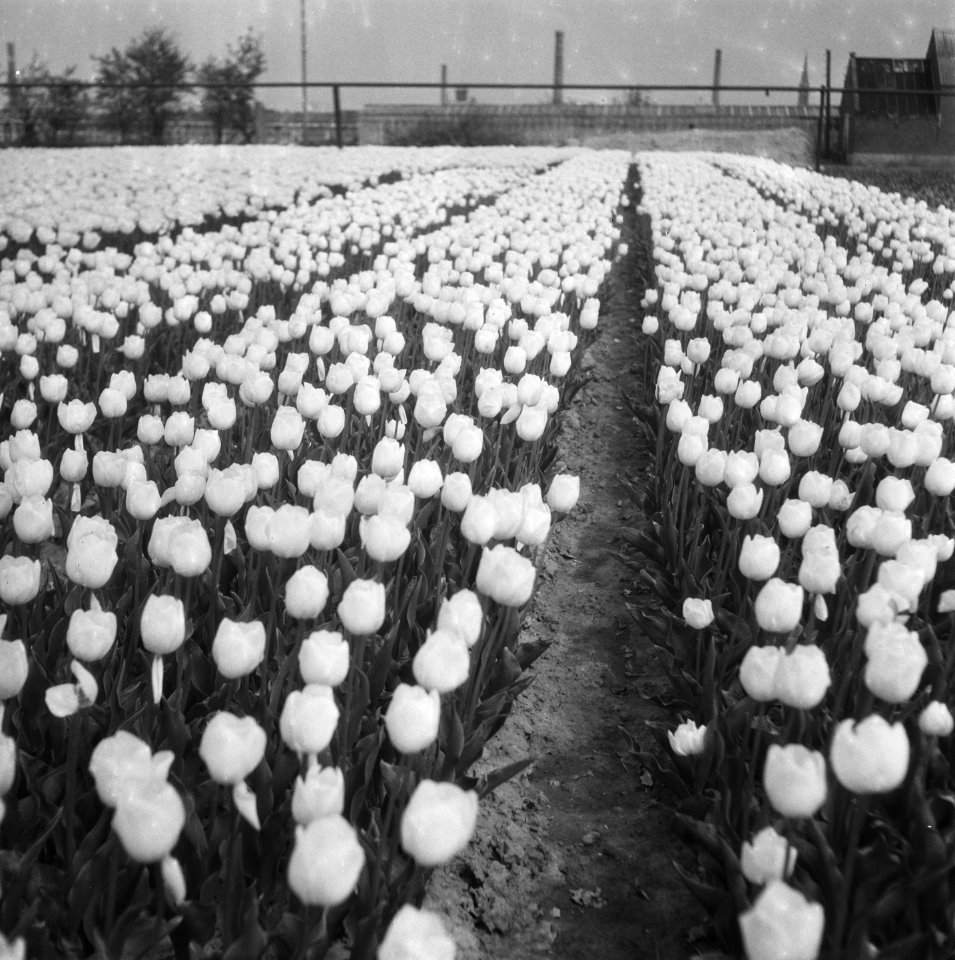 Bollenvelden (tulpen), Bestanddeelnr 901-7249