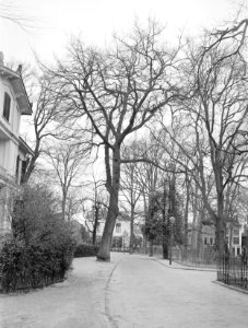 Bomen, parken, eik, frederikspark, Bestanddeelnr 192-0439