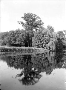 Bomen, panorama, eik, Bestanddeelnr 192-0052