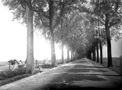 Bomen, lanen, iepenlaan, Bestanddeelnr 192-0711