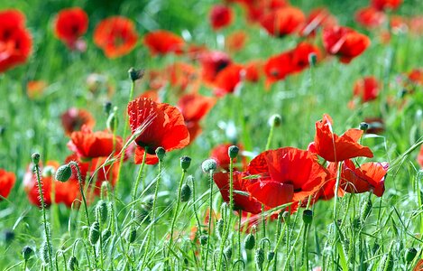 The beasts of the field wild meadow photo