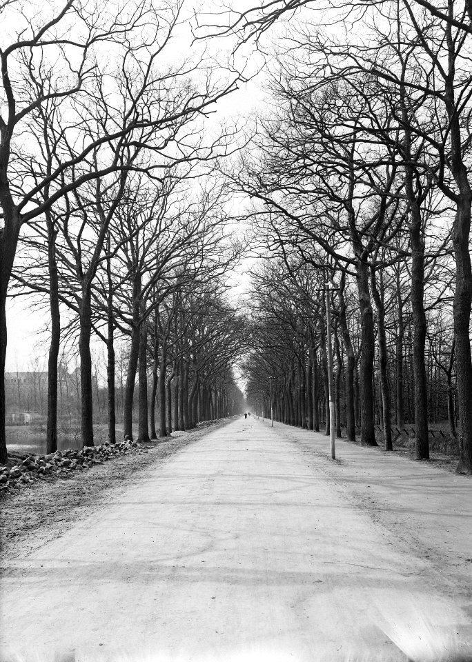 Bomen, lanen, eikenlaan, Bestanddeelnr 192-0701