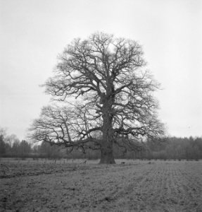Bomen, Bestanddeelnr 251-7526