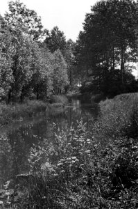 Bomen, gewassen, sloten, Bestanddeelnr 170-0087