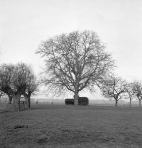Bomen, Bestanddeelnr 251-7522