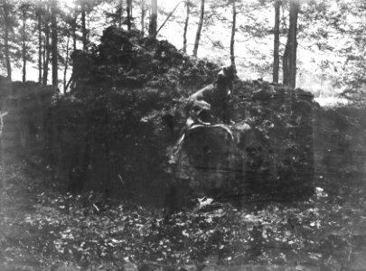 Bomen, springlading, beuk, Bestanddeelnr 192-0664