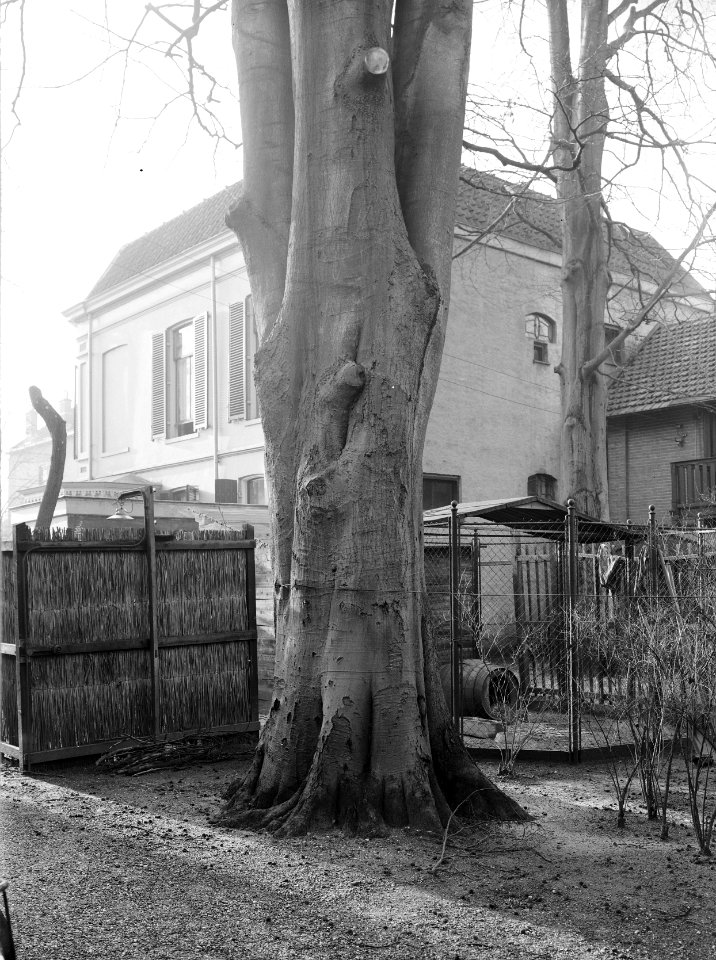 Bomen, villa's, beuk, urbana, Bestanddeelnr 192-0526