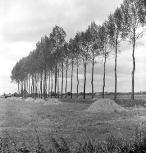 Bomen, velden, zandbulten, Bestanddeelnr 251-8501