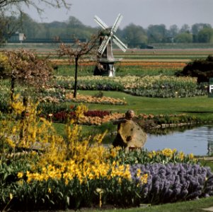 Bollenvelden en bollententoonstelling, Bestanddeelnr 254-9460