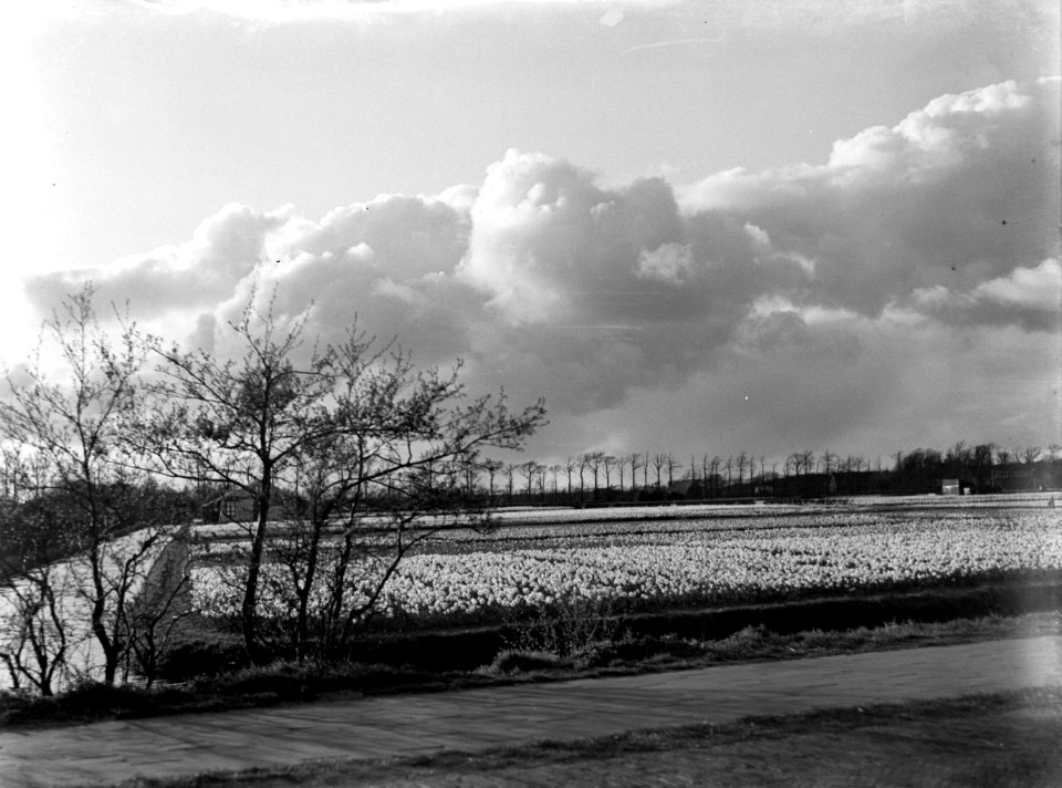 Bollenvelden bij Lisse, Bestanddeelnr 189-0396