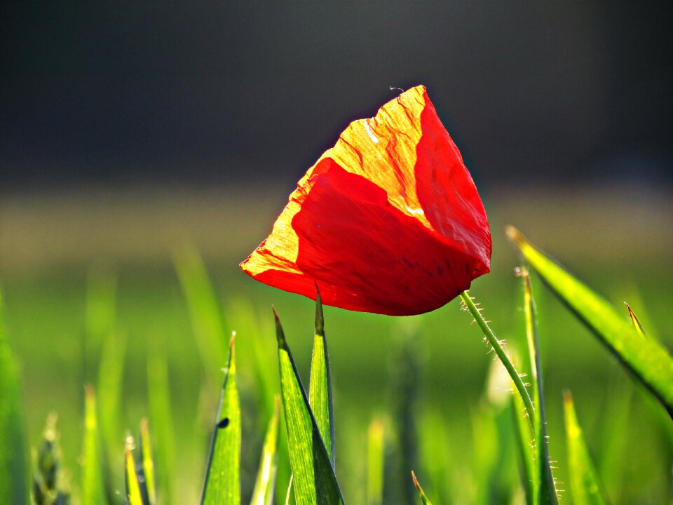 Nature spring beauty
