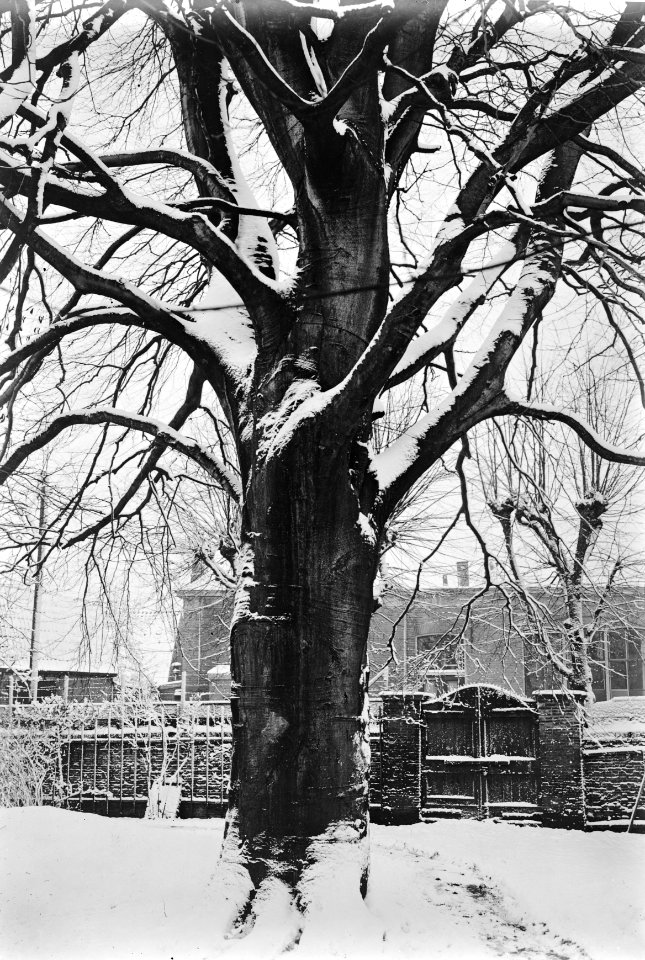Bomen , bruine beuk, Bestanddeelnr 192-0051