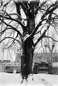 Bomen , bruine beuk, Bestanddeelnr 192-0051