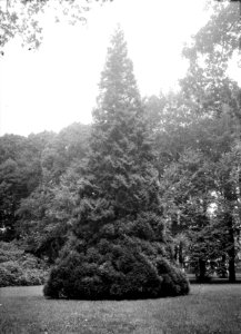 Bomen , abies nordmanniana, Bestanddeelnr 192-0612