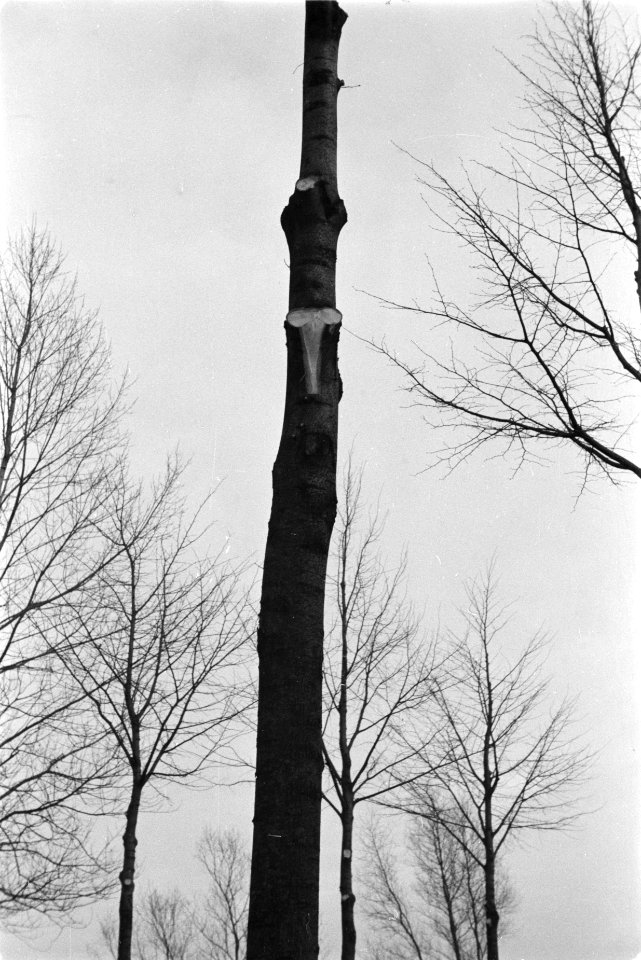 Bomen, snoeien, snoeiwonden, Bestanddeelnr 170-0678