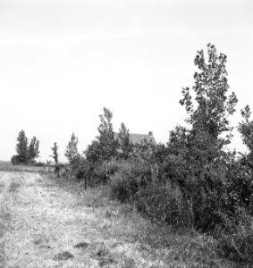 Bomen, struiken, gebouwen, Bestanddeelnr 253-6229